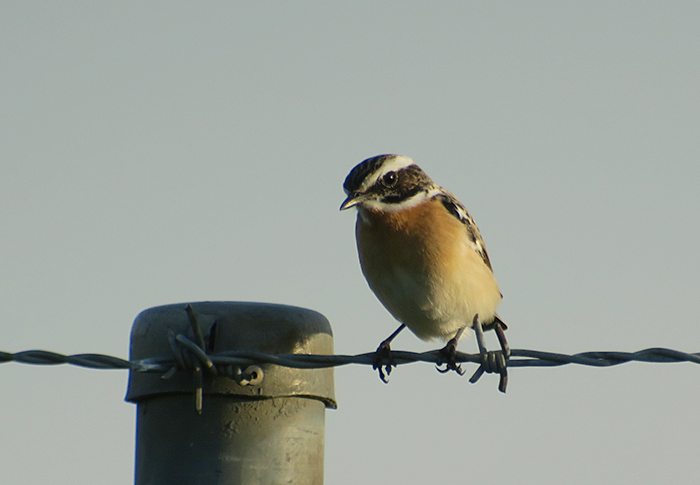 04_braunkehlchen_whinchat_unterhaching_2018-04-28_3066