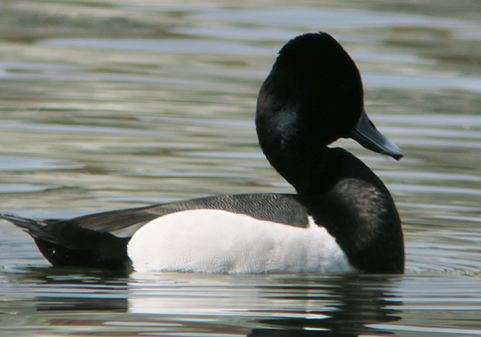 04_ringschnabelente-hybrid_ring-necked-duck-hybride_nymphenburg_2018-04-14_2581