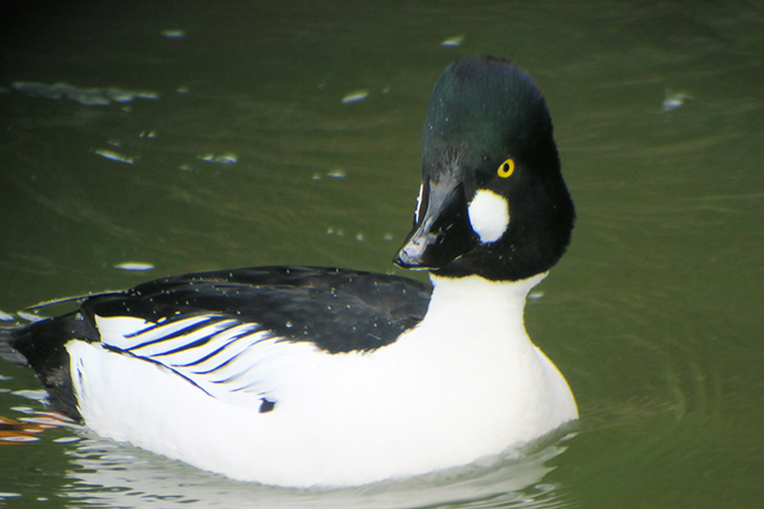 04_schellente_common-goldeneye_isar_muenchen_2018-03-31_1673