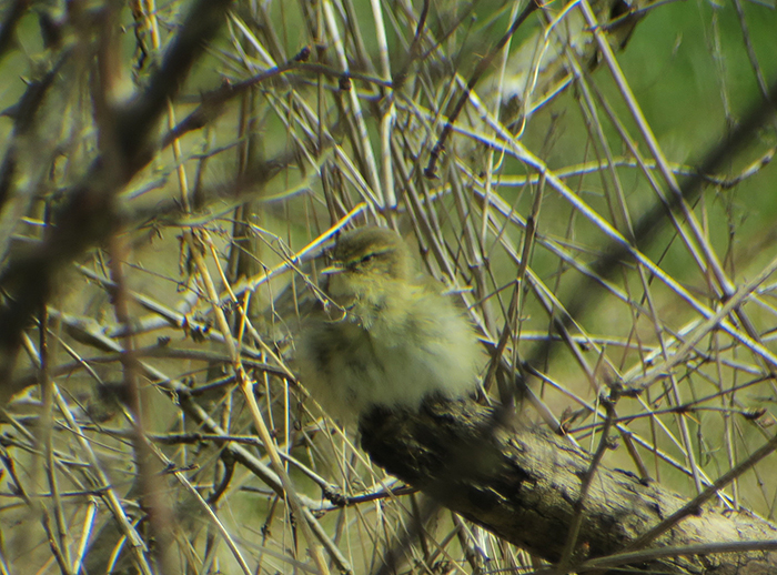 04_zilpzalp_common-chiffchaff_ismaninger_2018-03-30_1498