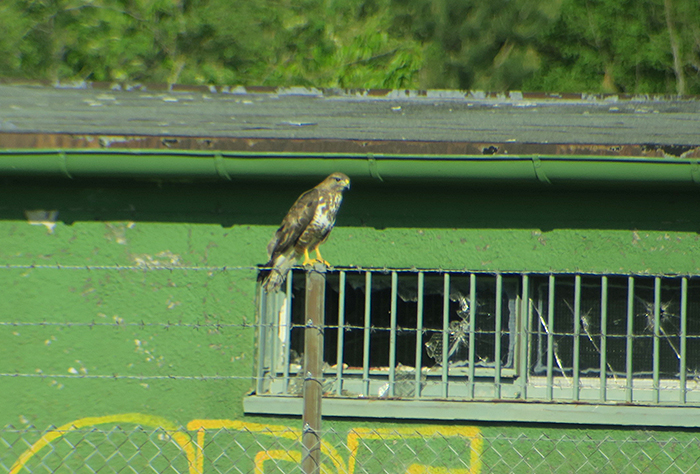 05_maeusebussard_common-buzzard_unterhaching_2018-04-28_3036