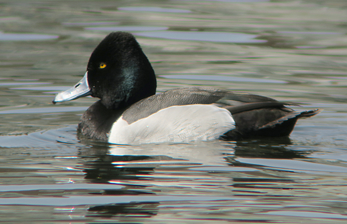 05_ringschnabelente-hybrid_ring-necked-duck-hybride_nymphenburg_2018-04-14_2582