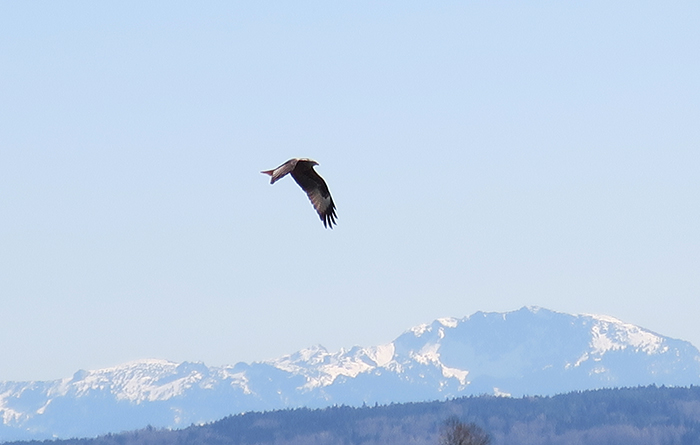 05_rotmilan_red-kite_raisting_2018-04-07_2006