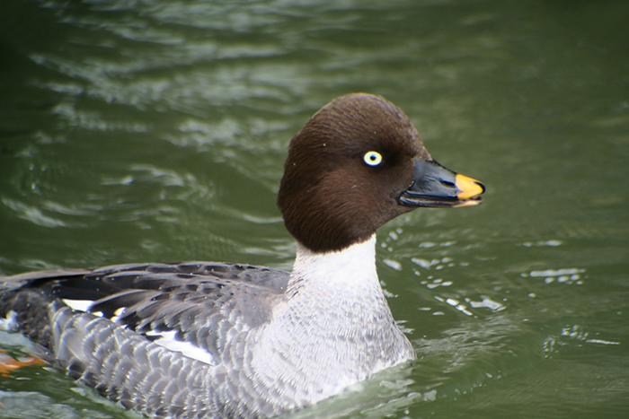 05_schellente_common-goldeneye_isar_muenchen_2018-03-31_1681