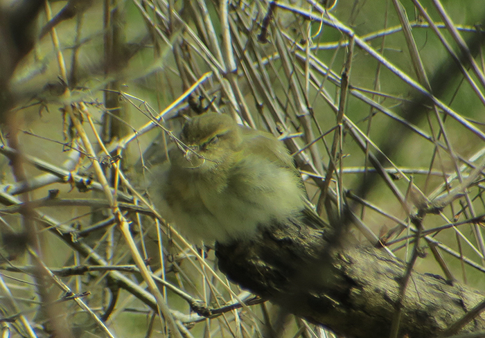 05_zilpzalp_common-chiffchaff_ismaninger_2018-03-30_1504