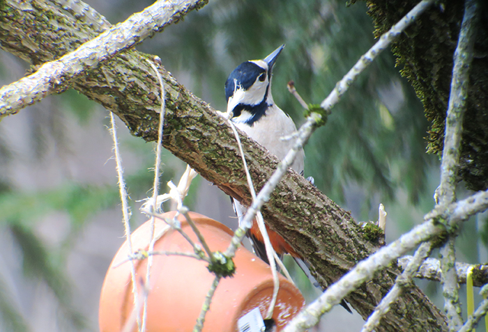 06_buntspecht_great-spotted-woodpecker_engl-garten_muenchen_2018-03-31_1730