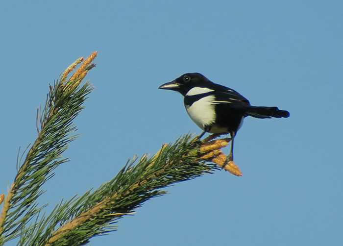 06_elster_eurasian_magpie_unterhaching_2018-04-28_3059