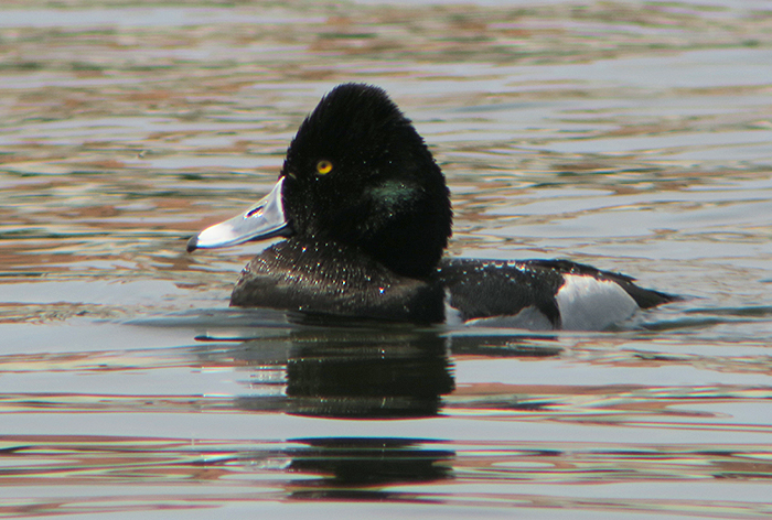 06_ringschnabelente-hybrid_ring-necked-duck-hybride_nymphenburg_2018-04-14_2512