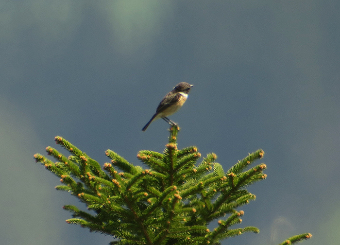 06_schwarzkehlchen_stonechat_loisach-kochel_2018-04_21_2865