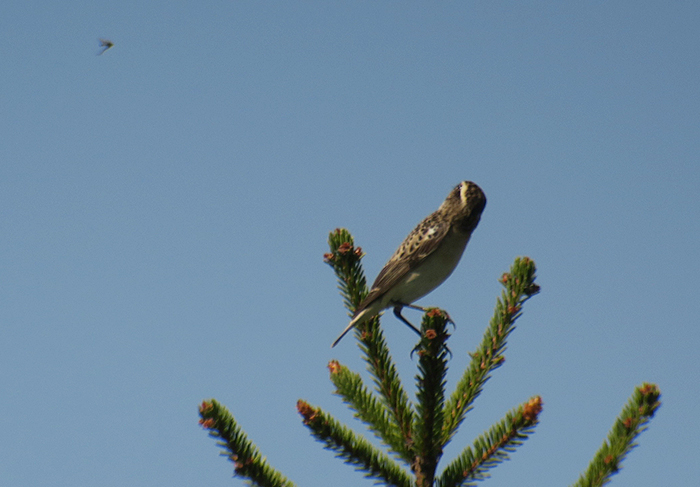 07_braunkehlchen_whinchat_loisach-kochel_2018-04_21_2915