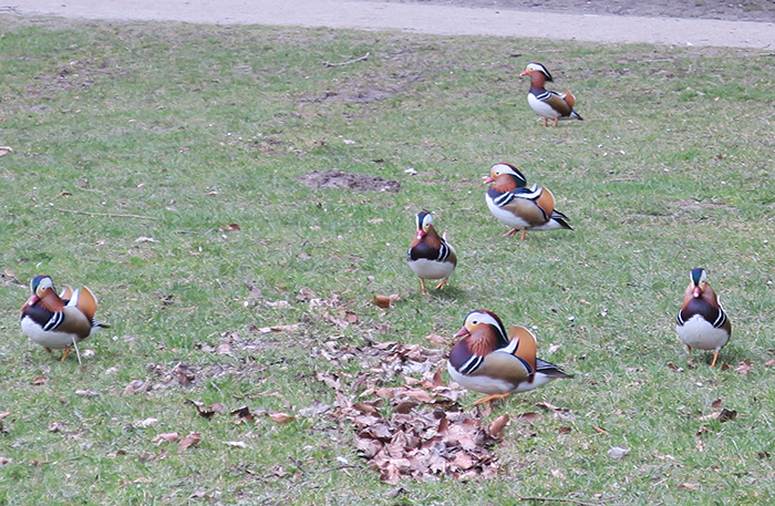 07_mandarinente_mandarin-duck_engl-garten_muenchen_2018-03-31_1741