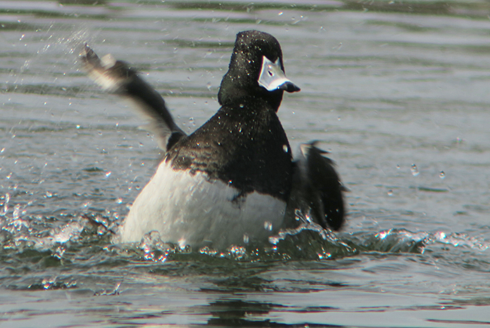 07_ringschnabelente-hybrid_ring-necked-duck-hybride_nymphenburg_2018-04-14_2517