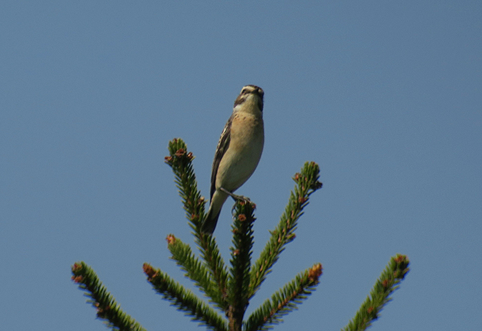 08_braunkehlchen_whinchat_loisach-kochel_2018-04_21_2917