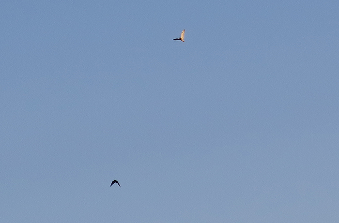 08_rabenkraehe_carrion_crow_sumpfohreule_short-eared-owl_unterhaching_2018-04-28_3073