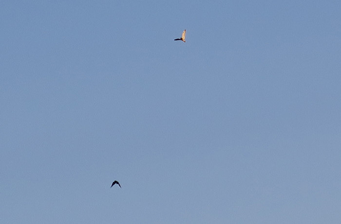 08_rabenkraehe_carrion_crow_sumpfohreule_short-eared-owl_unterhaching_2018-04-28_3073