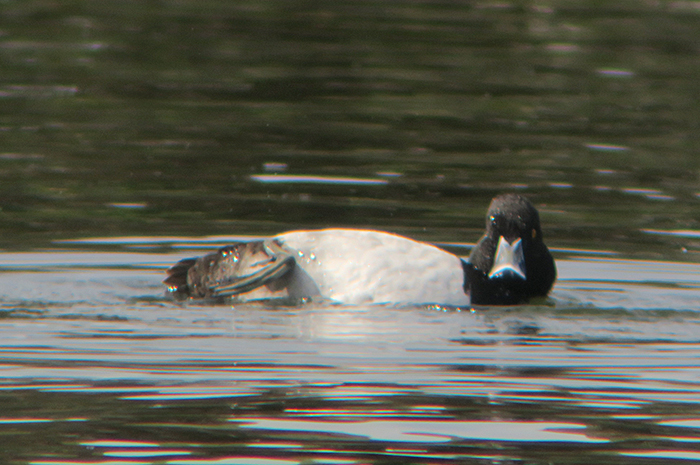 08_ringschnabelente-hybrid_ring-necked-duck-hybride_nymphenburg_2018-04-14_2482