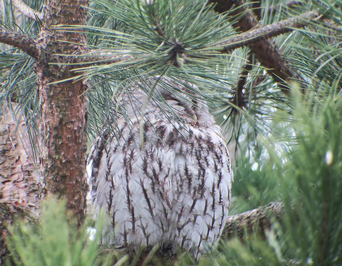 08_waldkauz_adult_tawny-owl_engl-garten_muenchen_2018-03-31_1756