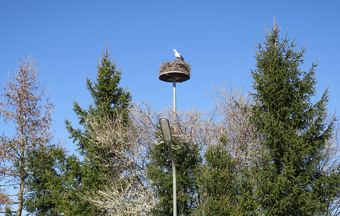 08_weissstorch_white-stork_raisting_2018-04-07_2066