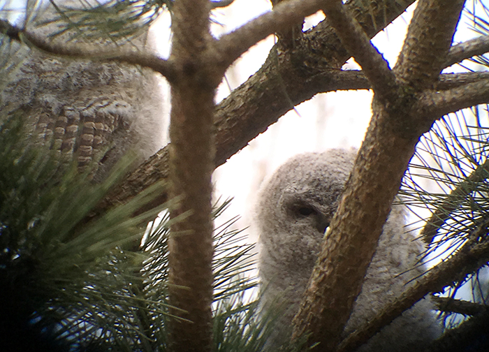 08b_waldkauz_tawny-owl_engl-garten_muenchen_2018-03-31_0742