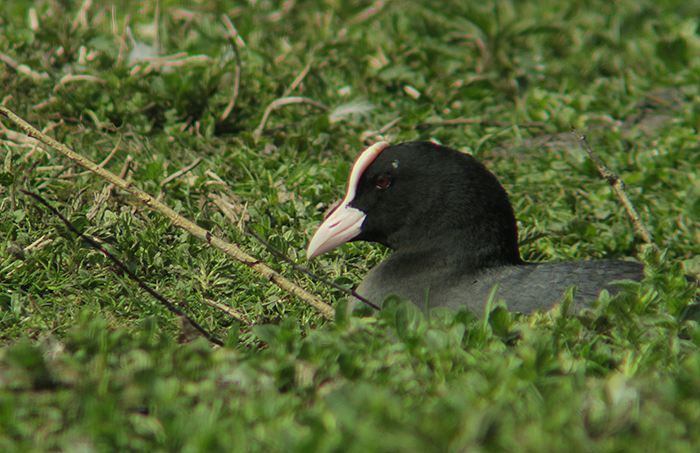 09_blaesshuhn_eurasian-coot_nymphenburg_2018-04-14_2365