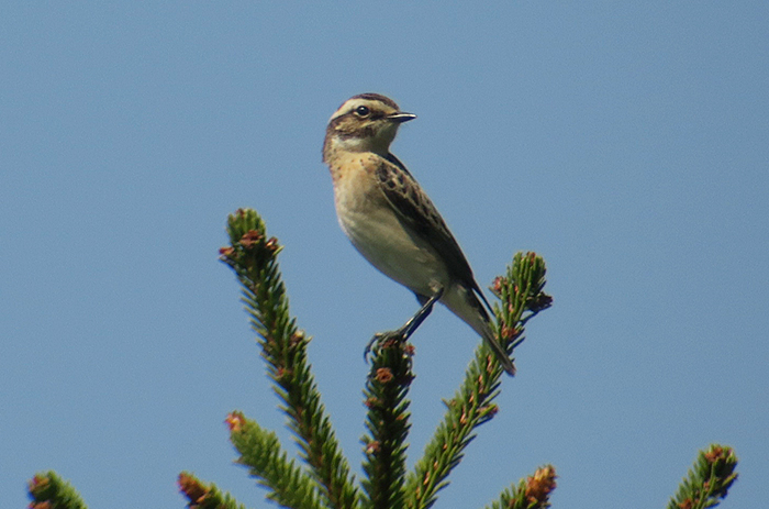 09_braunkehlchen_whinchat_loisach-kochel_2018-04_21_2925