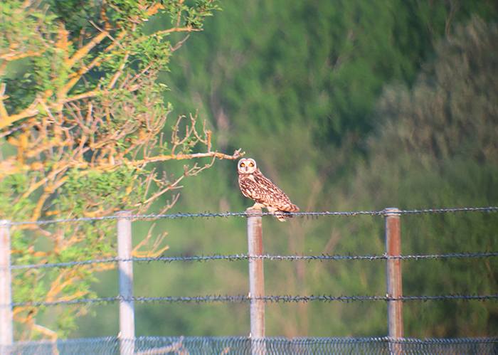 09_sumpfohreule_short-eared-owl_unterhaching_2018-04-28_3107