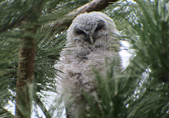 09_waldkauz_tawny-owl_engl-garten_muenchen_2018-03-31_1776