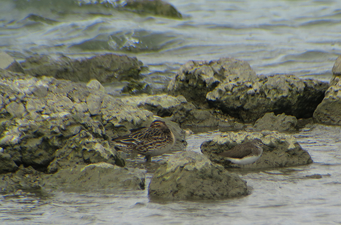 09_waldwasserlaeufer_green-sandpiper_ismaninger_2018-03-30_1552