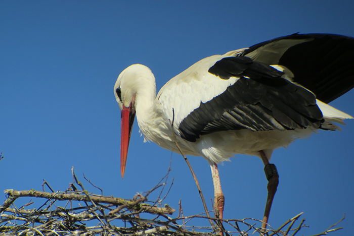 09_weissstorch_white-stork_raisting_2018-04-07_2033