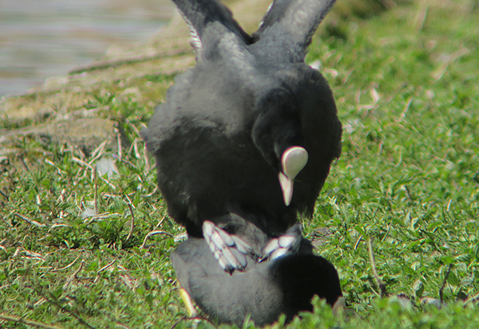 10_blaesshuhn_eurasian-coot_nymphenburg_2018-04-14_2629