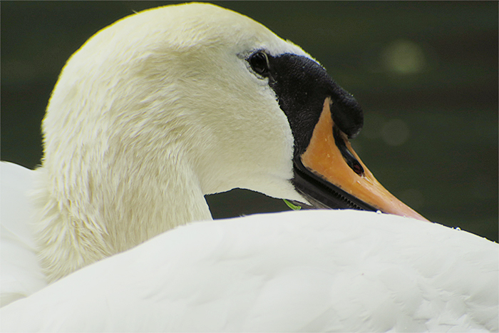 10_hoeckerschwan_mute-swan_entenweiher_2018-05-19_4799