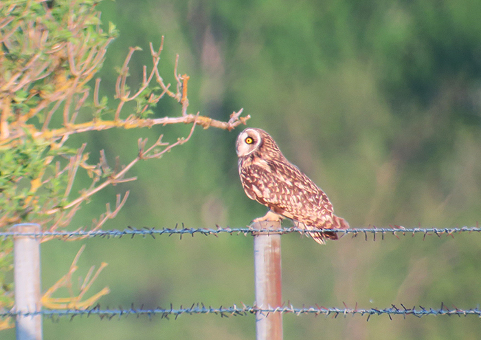 10_sumpfohreule_short-eared-owl_unterhaching_2018-04-28_3115