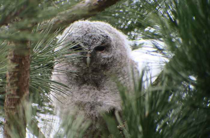 10_waldkauz_tawny-owl_engl-garten_muenchen_2018-03-31_1780