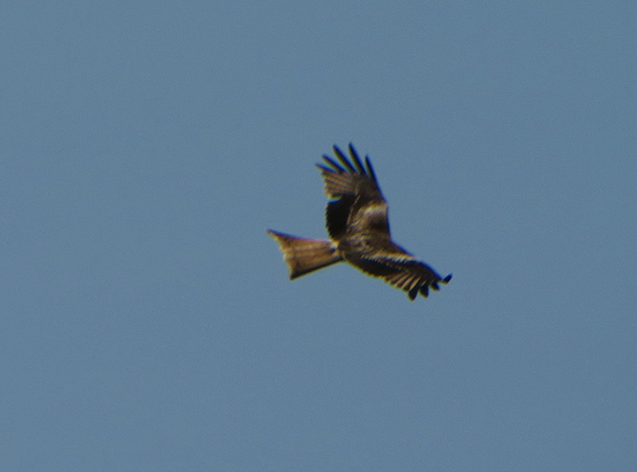 11_rotmilan_red-kite_benediktbeuern_2018-04_21_2965