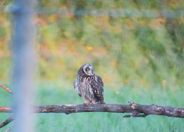 11_sumpfohreule_short-eared-owl_unterhaching_2018-04-28_3139