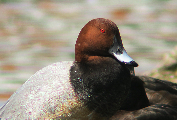 11_tafelente_common-pochard_nymphenburg_2018-04-14_2372