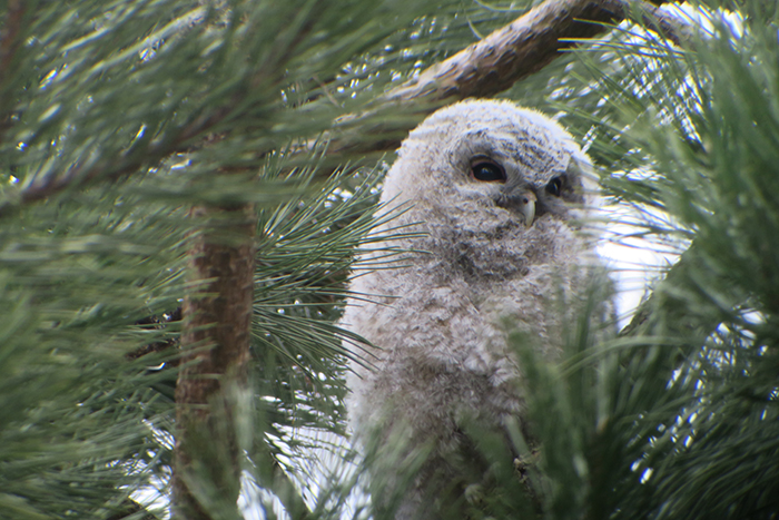 11_waldkauz_tawny-owl_engl-garten_muenchen_2018-03-31_1785