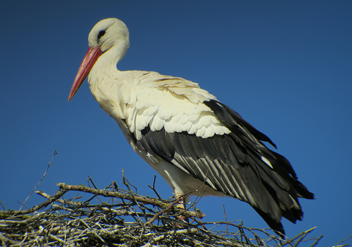 11_weissstorch_white-stork_raisting_2018-04-07_2059