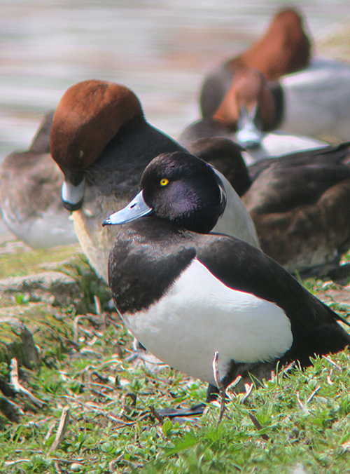 12_reiherente_tufted-duck_nymphenburg_2018-04-14_2615