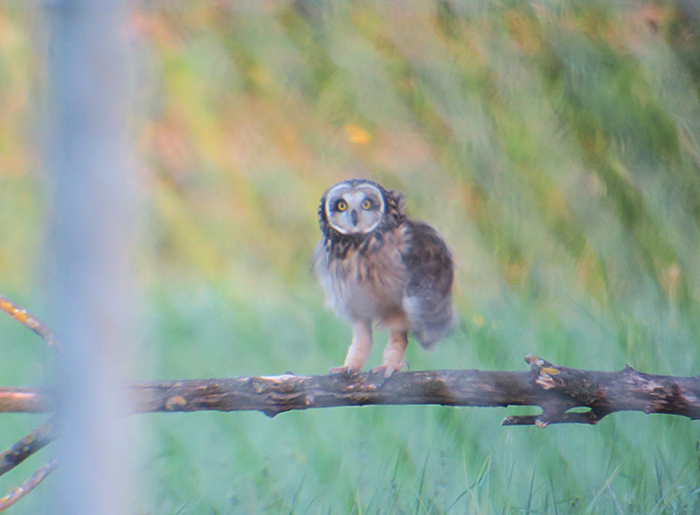 12_sumpfohreule_short-eared-owl_unterhaching_2018-04-28_3141