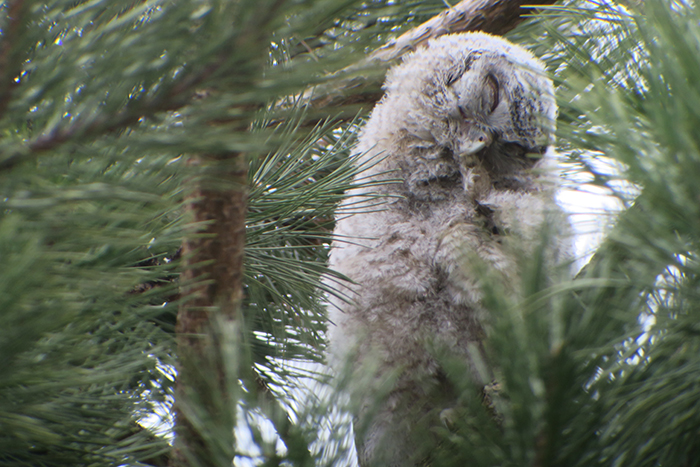 12_waldkauz_tawny-owl_engl-garten_muenchen_2018-03-31_1786