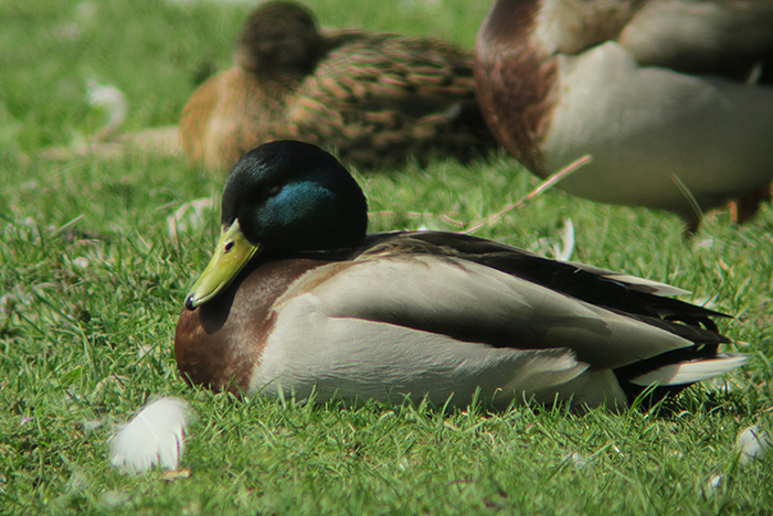 13_stockente_mallard_nymphenburg_2018-04-14_2601