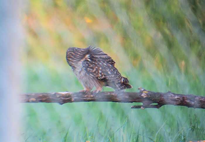 13_sumpfohreule_short-eared-owl_unterhaching_2018-04-28_3142