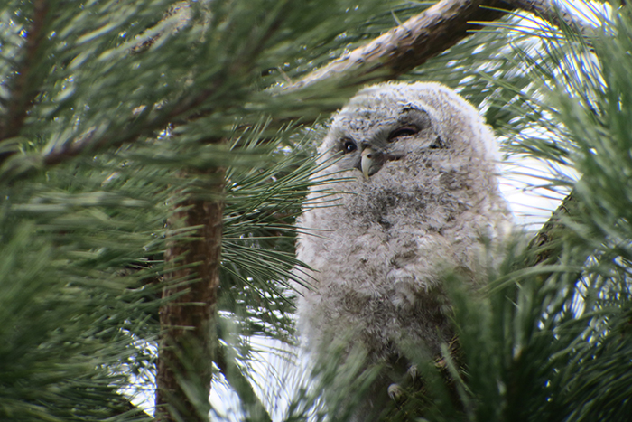 13_waldkauz_tawny-owl_engl-garten_muenchen_2018-03-31_1788