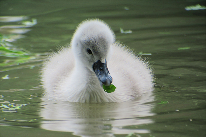 14_hoeckerschwan_mute-swan_entenweiher_2018-05-19_4802