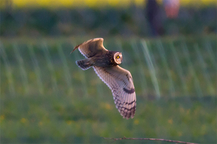 14_sumpfohreule_short-eared-owl_unterhaching_2018-04-28_m-daehne