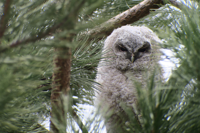 14_waldkauz_tawny-owl_engl-garten_muenchen_2018-03-31_1795