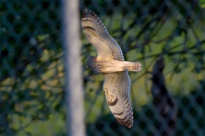 15_sumpfohreule_short-eared-owl_unterhaching_2018-04-28_m-daehne