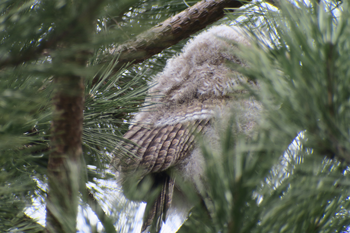 15_waldkauz_tawny-owl_engl-garten_muenchen_2018-03-31_1800