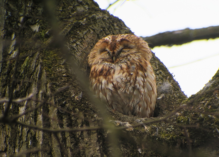 17_waldkauz_adult_tawny-owl_engl-garten_muenchen_2018-03-31_1824